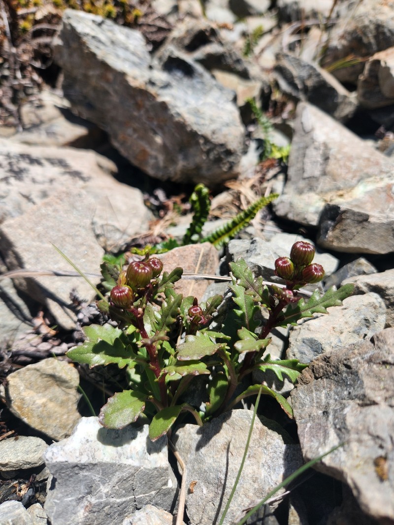 Senecio matatini subsp. discoideus photo 2