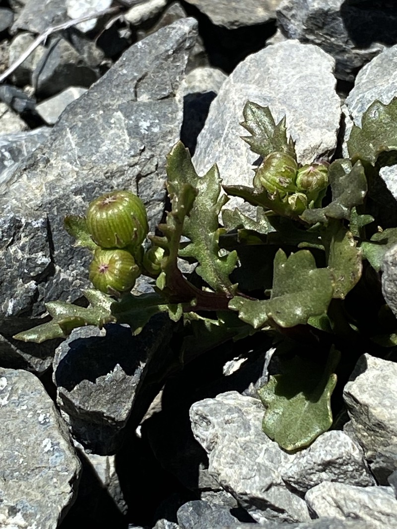 Senecio matatini subsp. discoideus photo 3