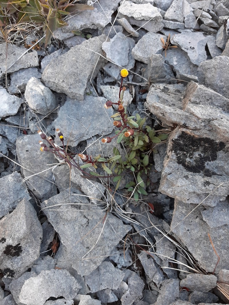 Senecio matatini subsp. discoideus photo 4