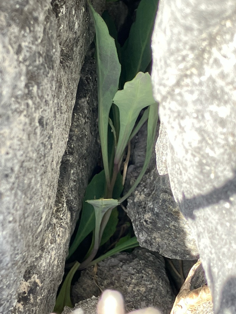 Senecio matatini subsp. matatini