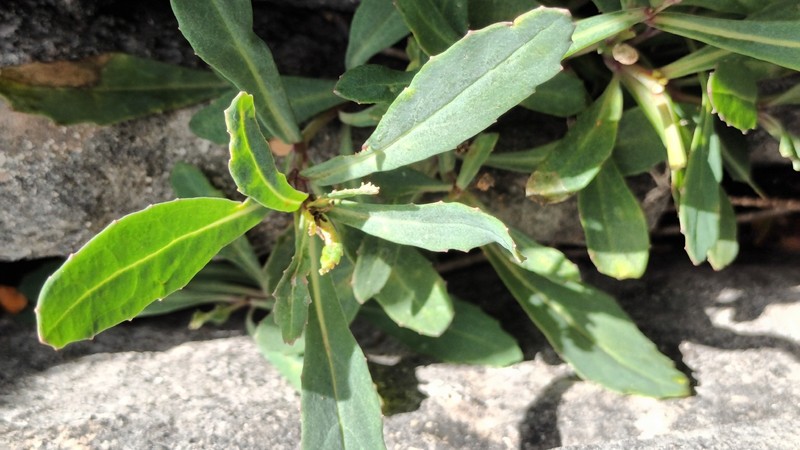 Senecio matatini subsp. matatini photo 2