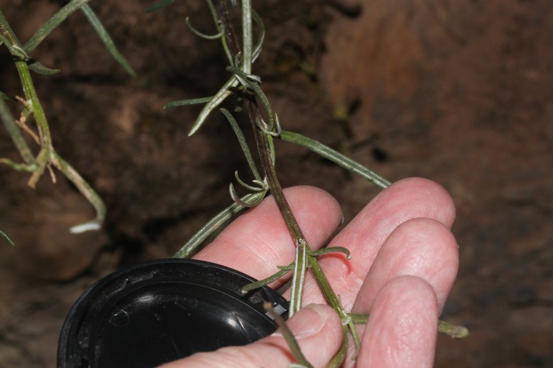Senecio mathewsii
