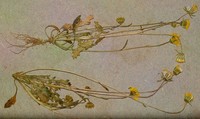 Senecio matricariifolius