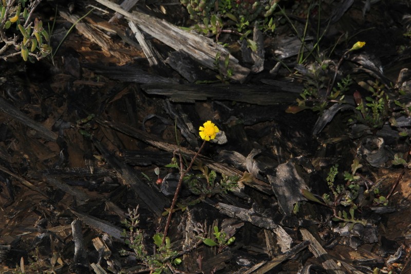 Senecio matricariifolius photo 2