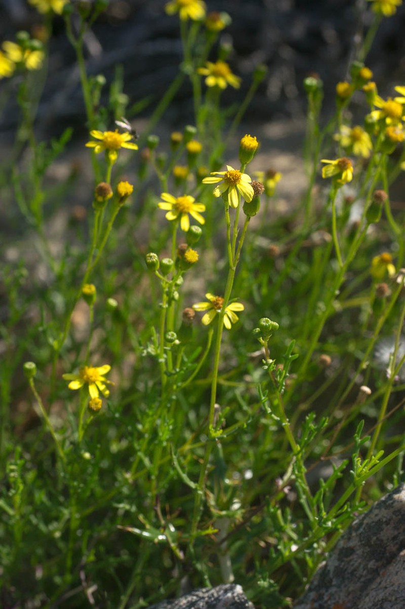 Senecio matricariifolius photo 3