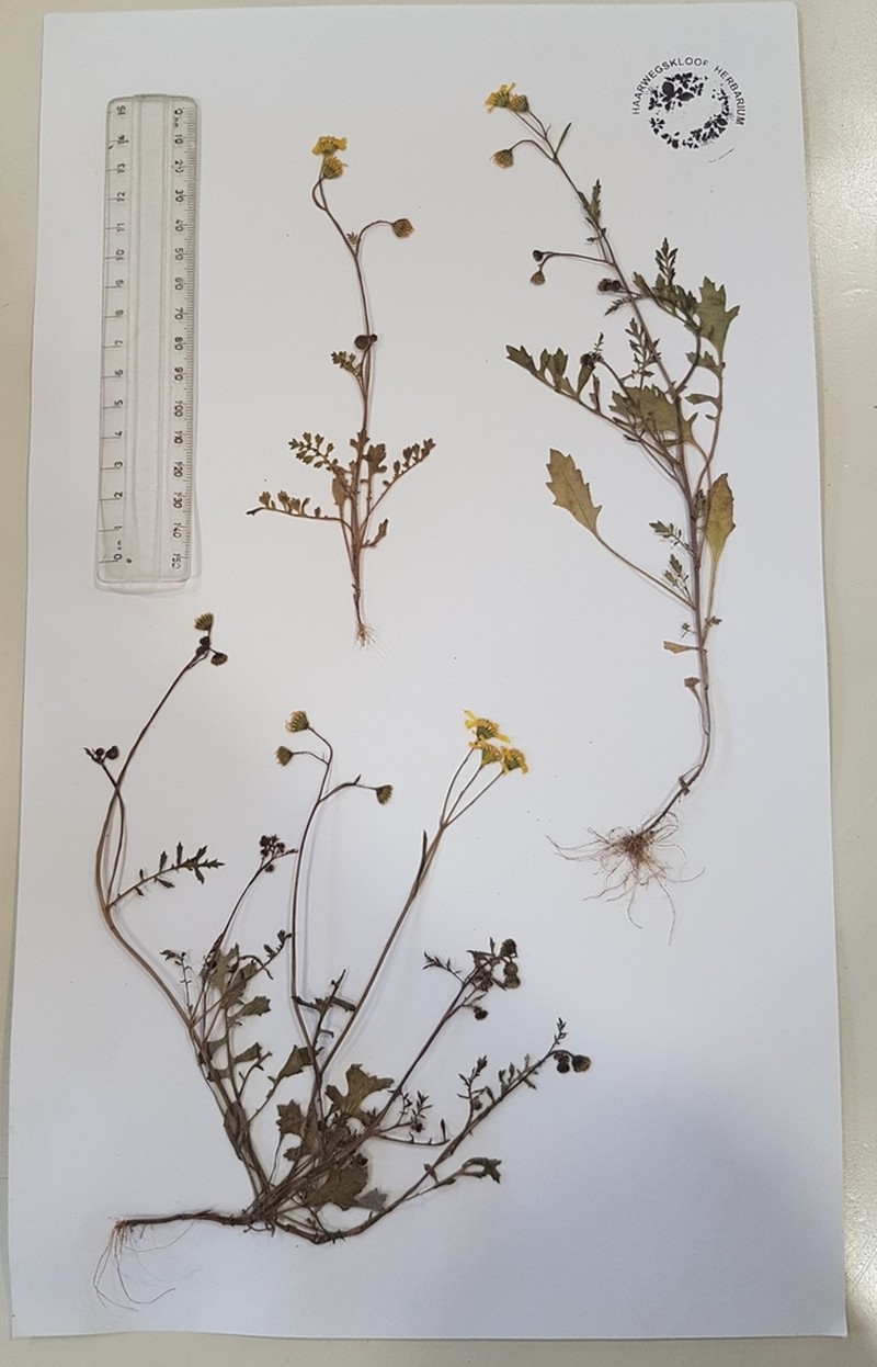 Senecio matricariifolius photo 4