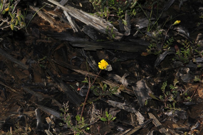 Senecio matricariifolius photo 5