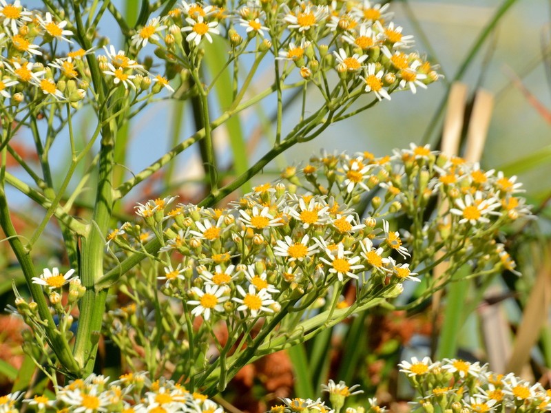 Senecio mattfeldianus photo 4