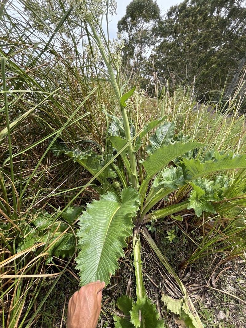 Senecio mattfeldianus photo 5