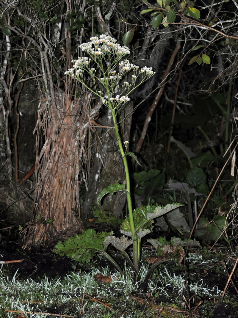 Senecio mattfeldianus photo 8