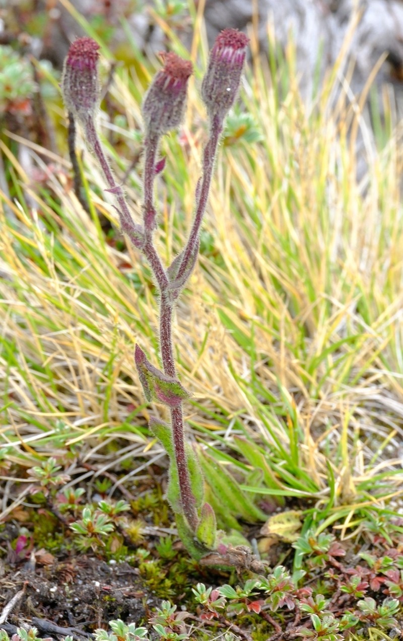 Senecio mattirolii