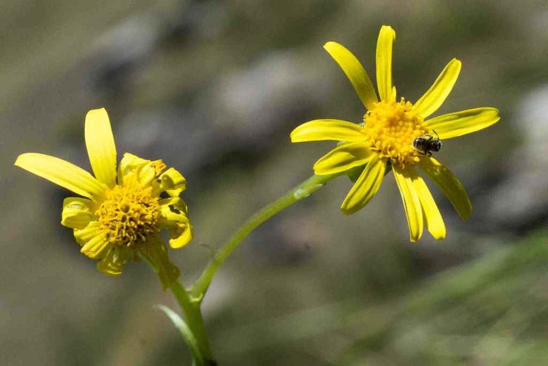 Senecio mauricei