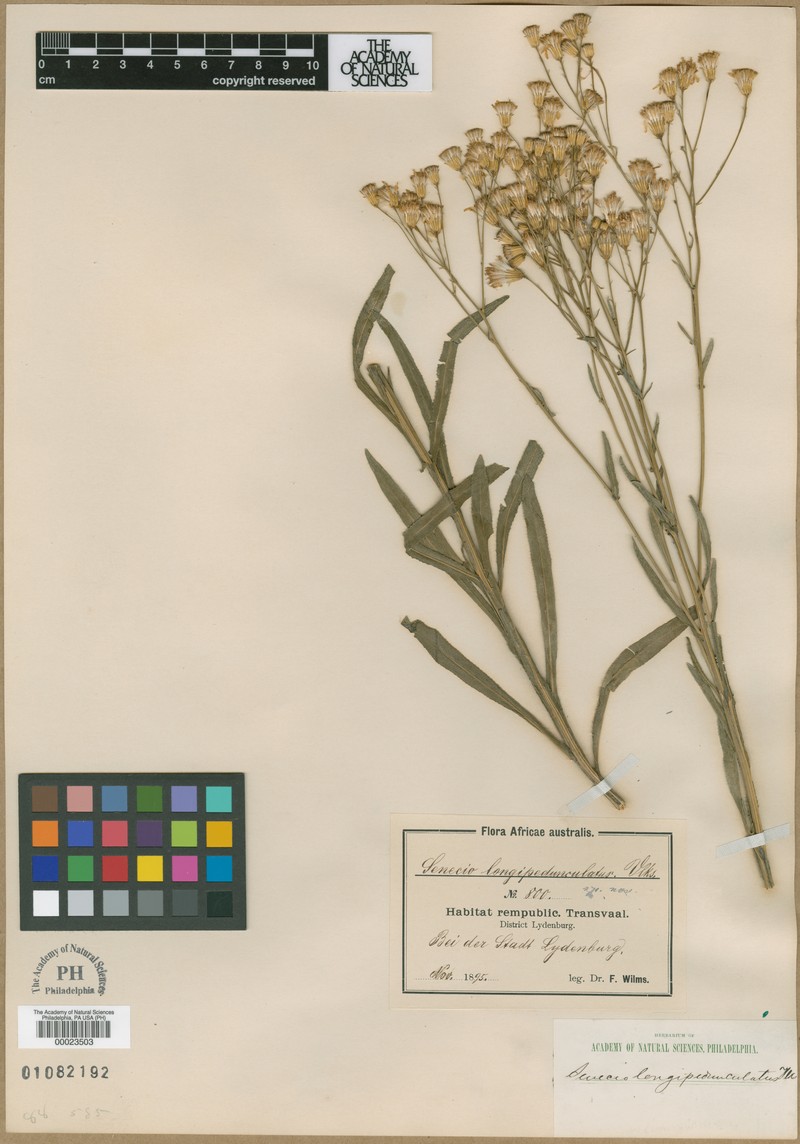 Senecio maydae