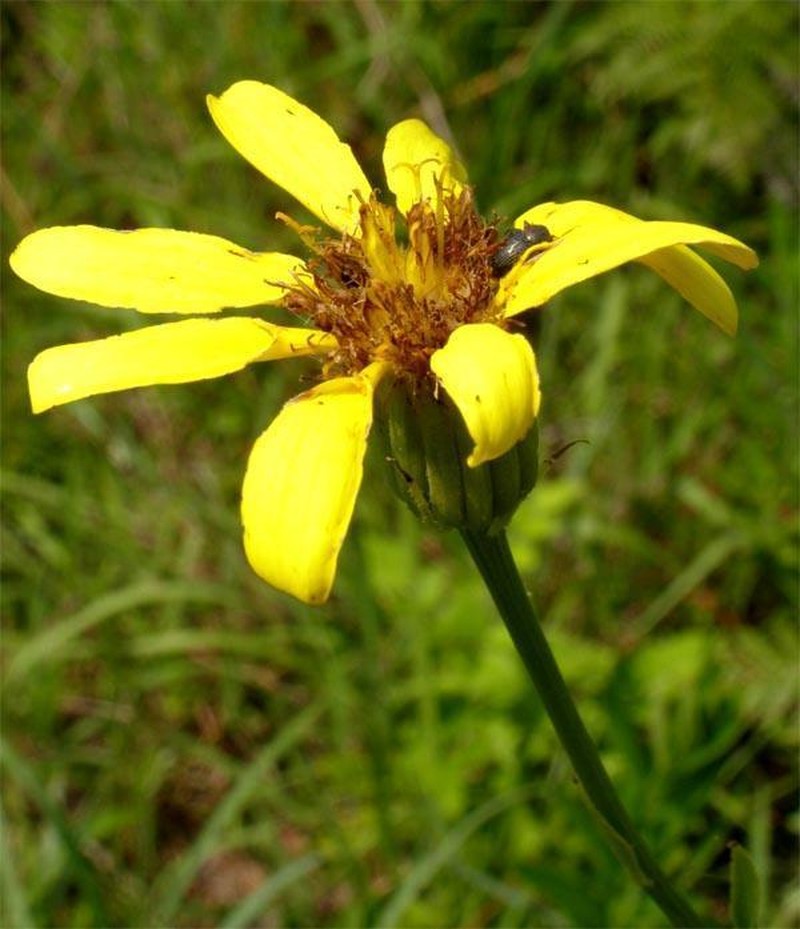 Senecio mbuluzensis