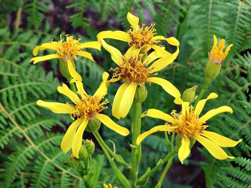 Senecio mbuluzensis photo 3