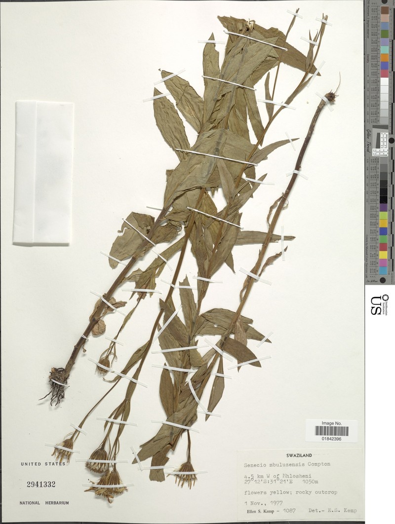 Senecio mbuluzensis photo 6