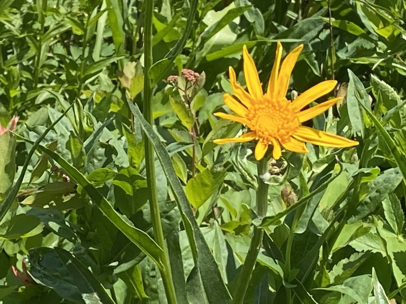 Rocky Ragwort