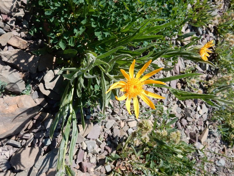 Rocky Ragwort photo 2