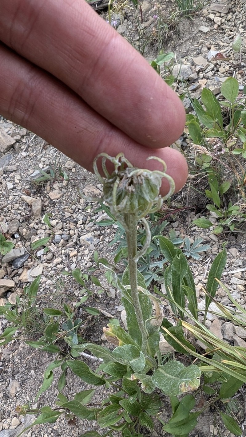 Rocky Ragwort photo 4