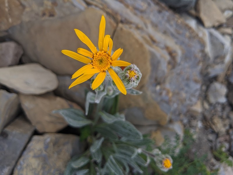 Rocky Ragwort photo 5