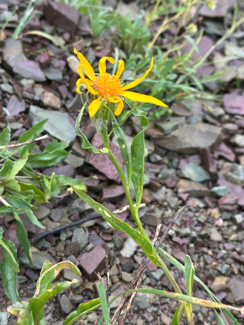 Rocky Ragwort photo 6