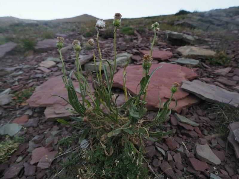Rocky Ragwort photo 7