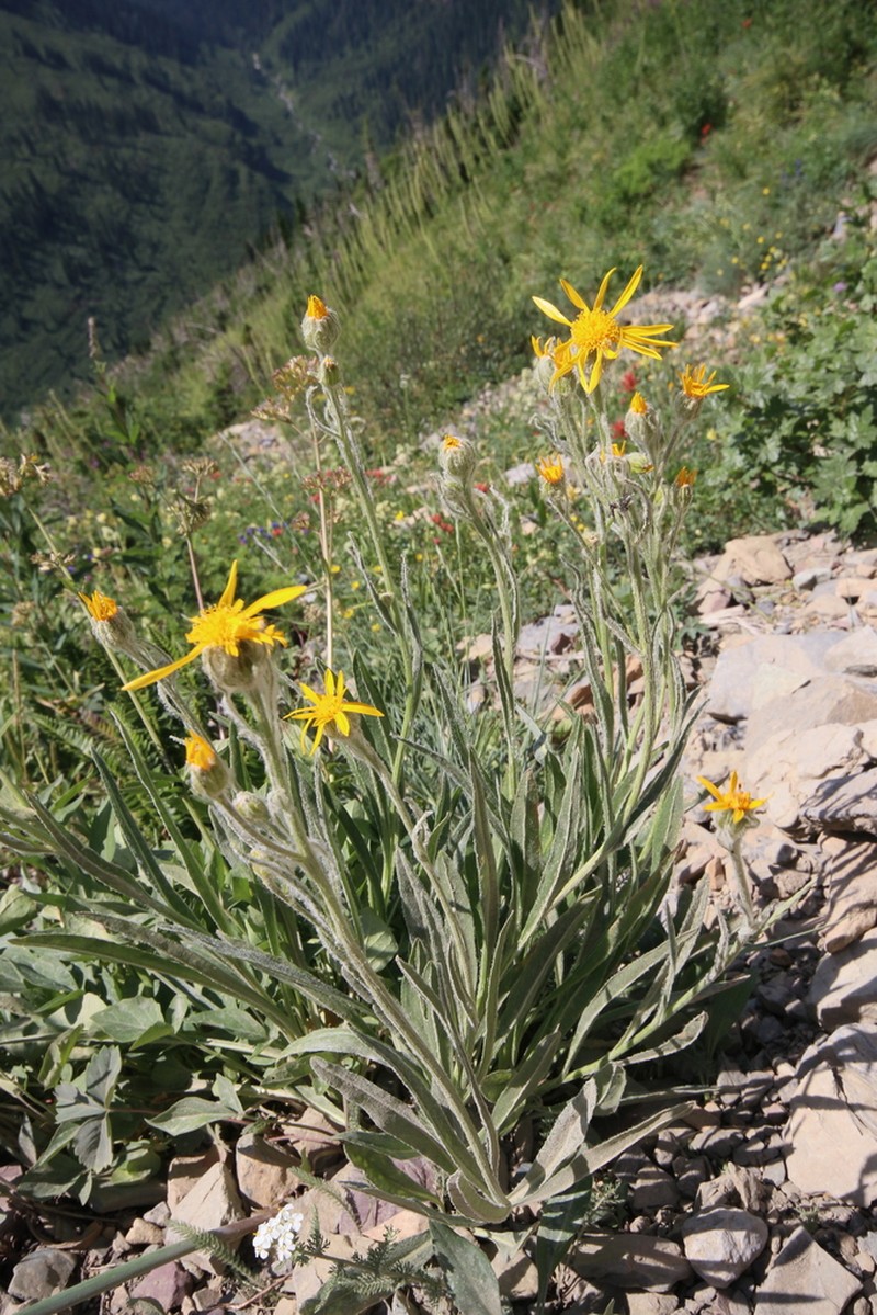 Rocky Ragwort photo 8