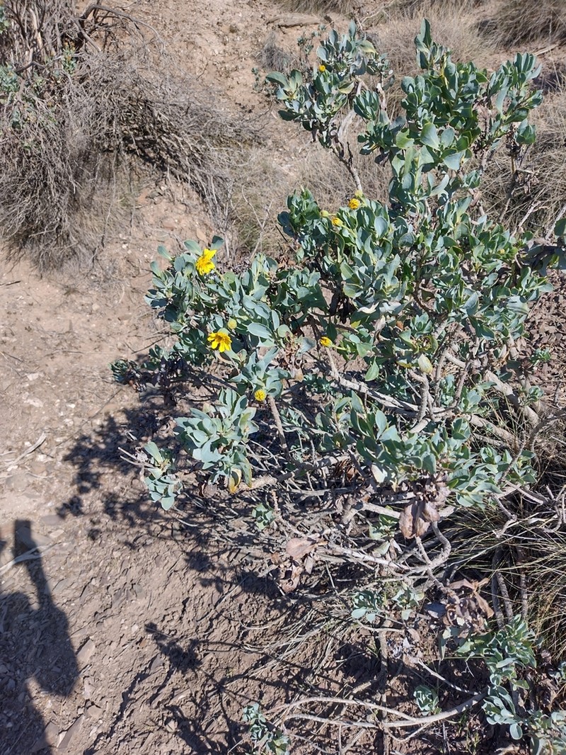 Senecio megaglossus