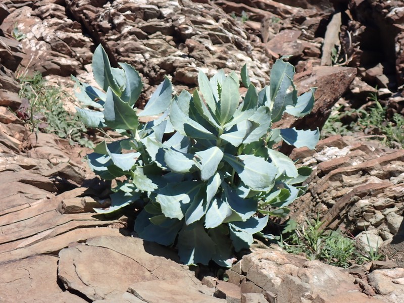 Senecio megaglossus photo 3