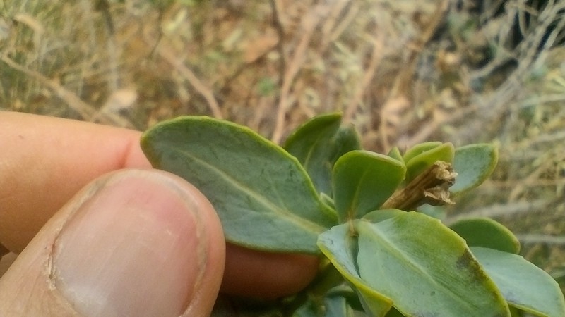 Senecio megaglossus photo 4