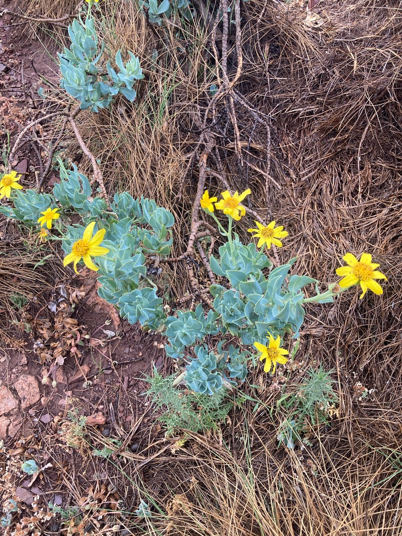 Senecio megaglossus photo 5