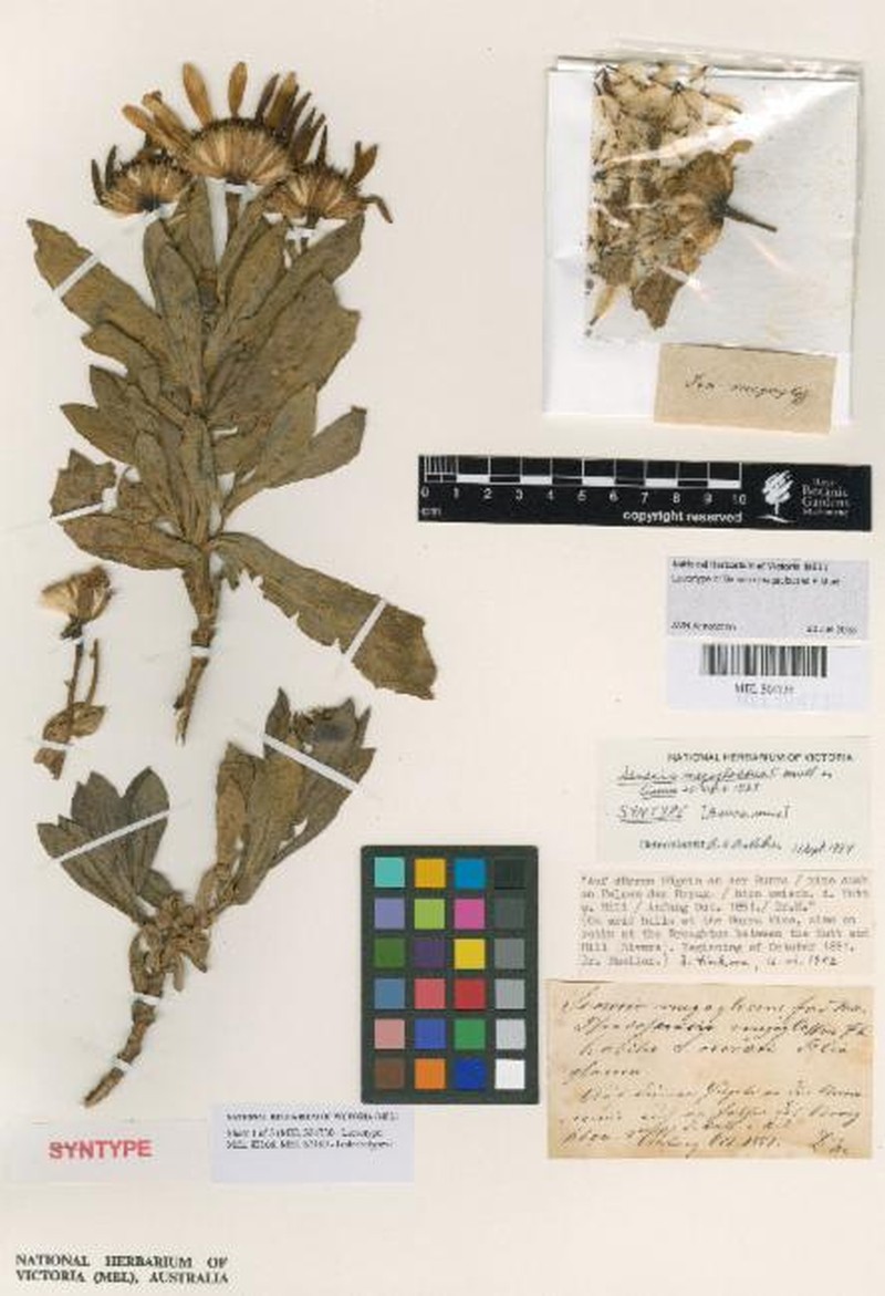 Senecio megaglossus photo 6