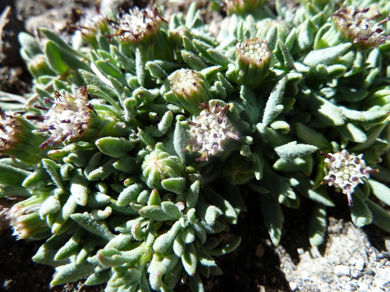 Senecio melanandrus
