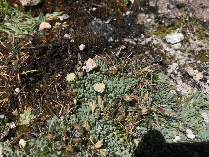 Senecio melanandrus photo 2