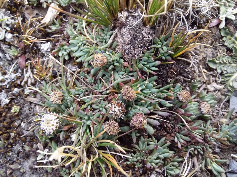 Senecio melanandrus photo 3