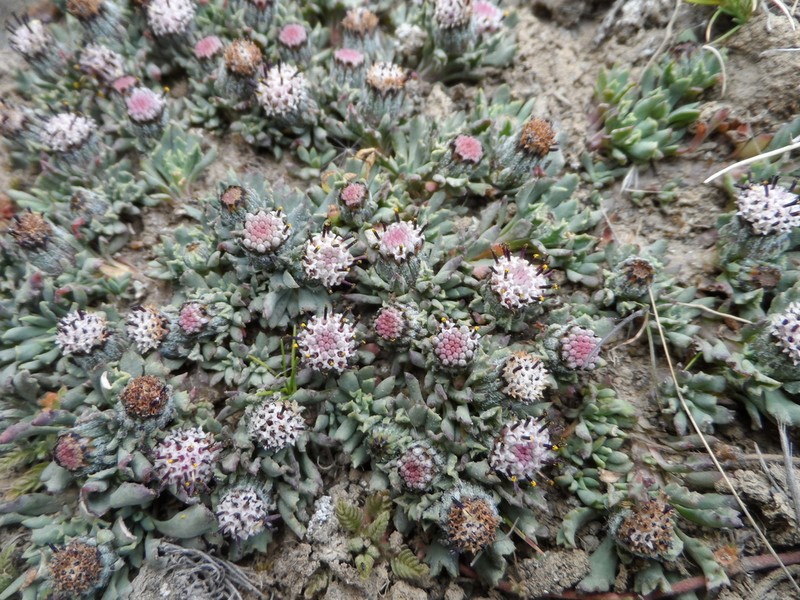 Senecio melanandrus photo 4