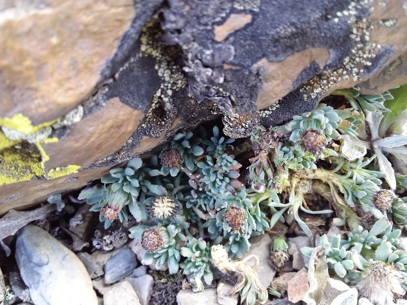 Senecio melanandrus photo 5