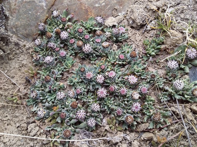 Senecio melanandrus photo 6