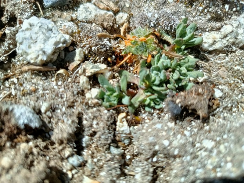 Senecio melanandrus photo 7
