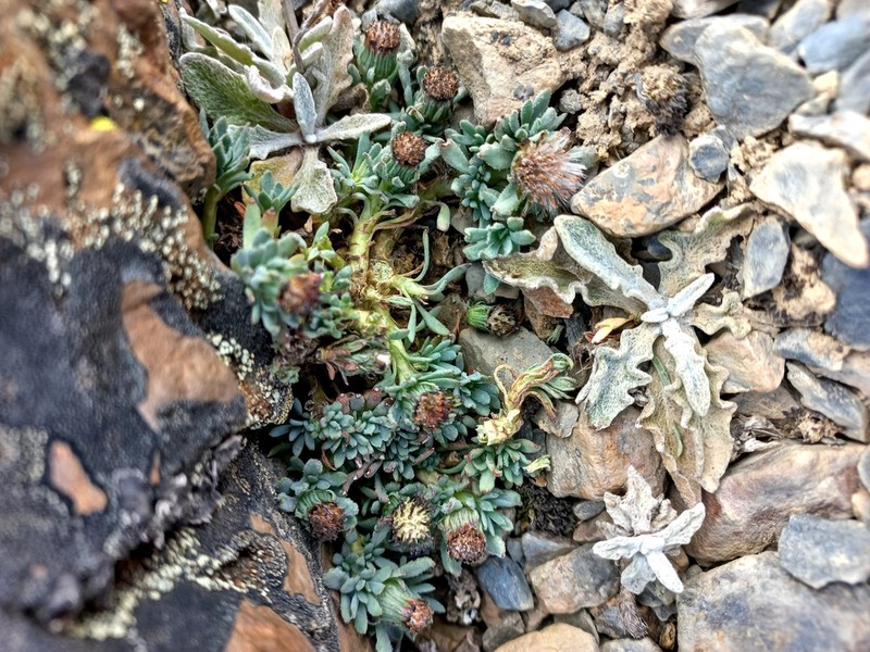 Senecio melanandrus photo 8