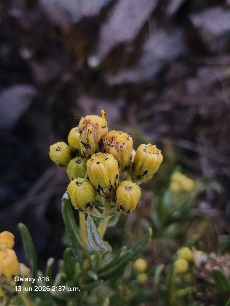 Senecio melanocalyx