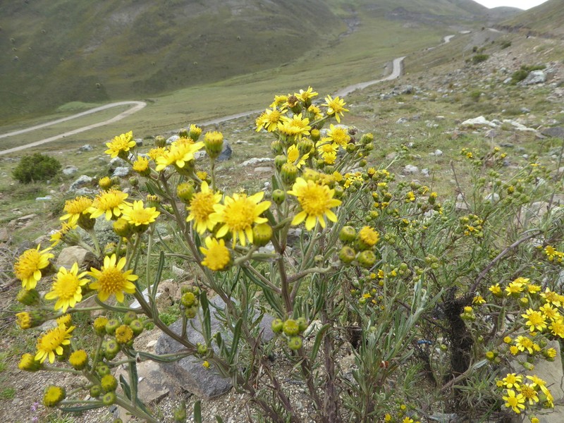 Senecio melanocalyx photo 2