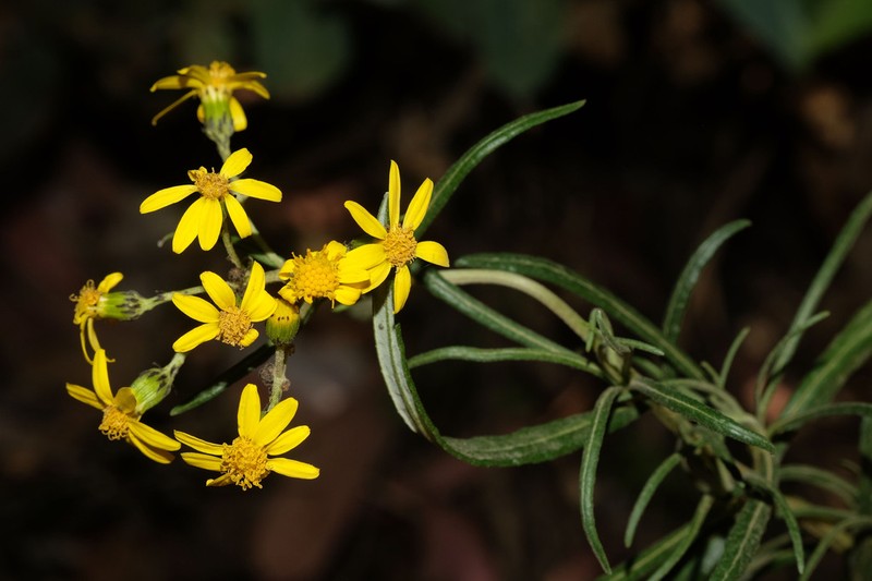 Senecio melanocalyx photo 3