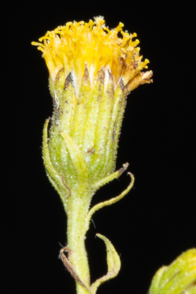 Senecio melanocalyx photo 4