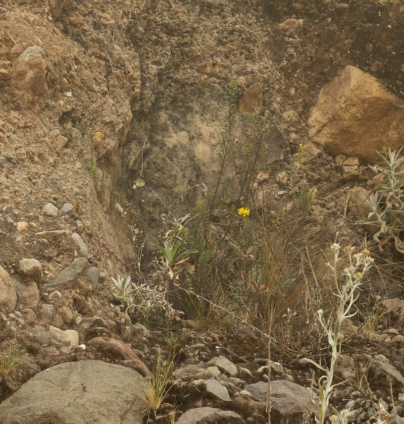 Senecio melanolepis