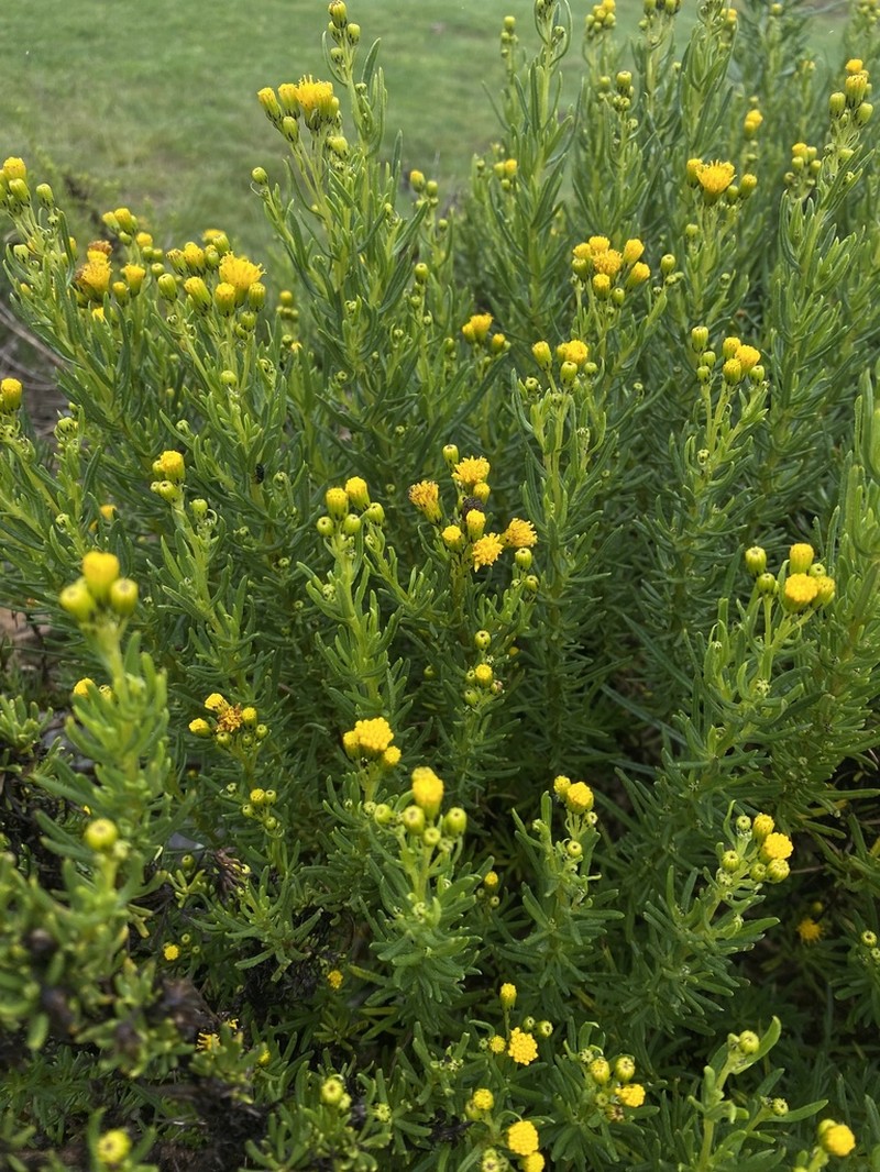Senecio melanolepis photo 2