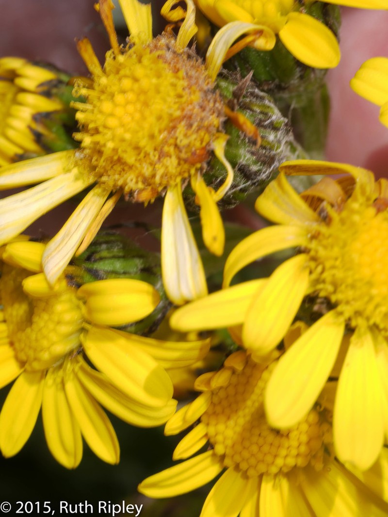 Senecio melanolepis photo 3