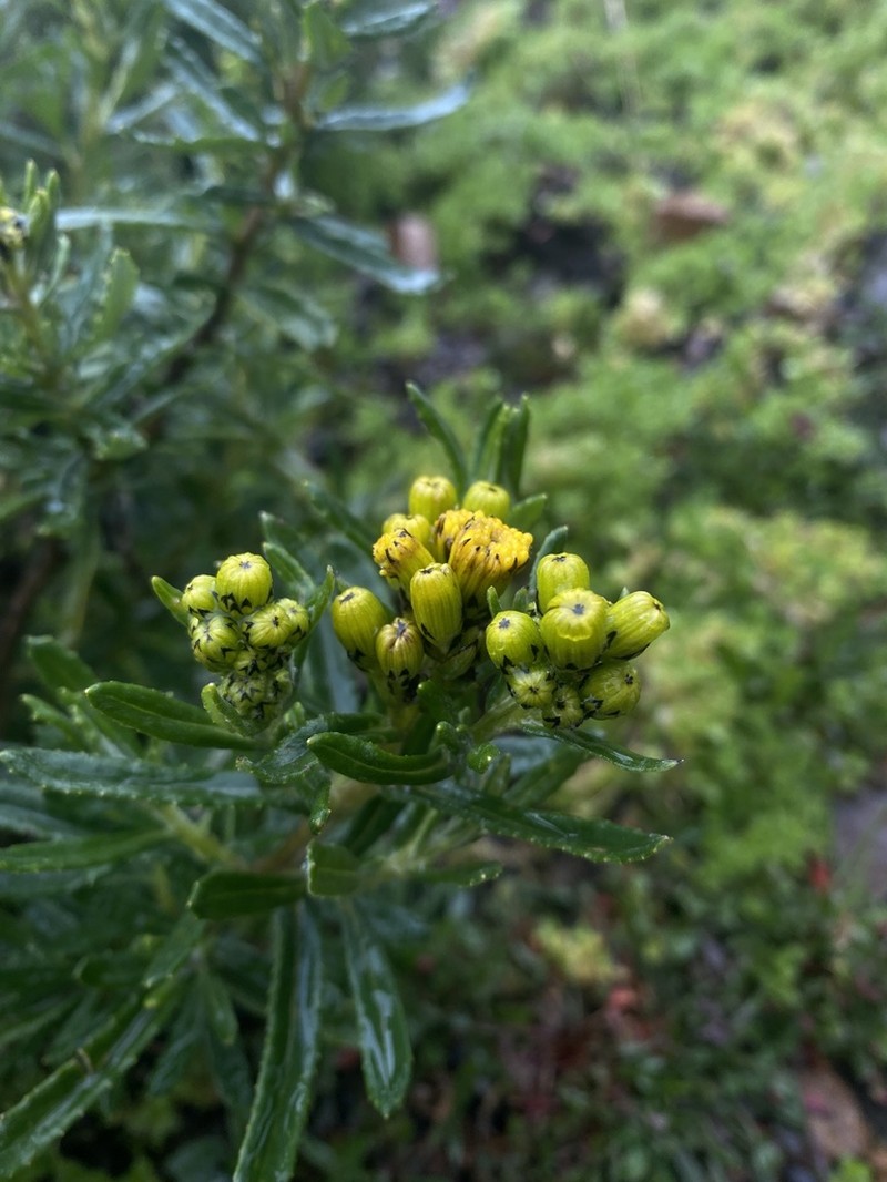 Senecio melanolepis photo 4