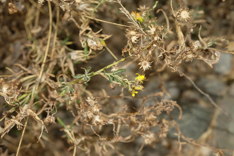 Senecio melanolepis photo 5