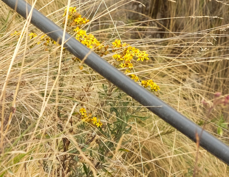 Senecio melanolepis photo 6